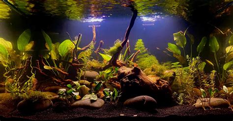 Blackwater Biotope