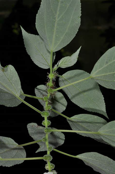 Pipturus Asper Urticaceae Image At Phytoimages Siu Edu