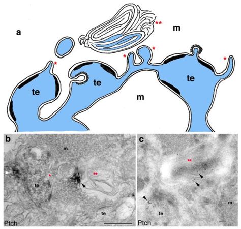 Structure Distribution And Function Of Neuronal Synaptic Spinules And