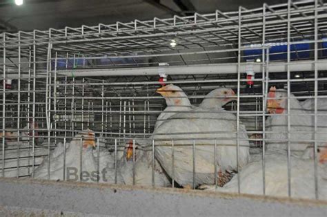 Broiler Cage