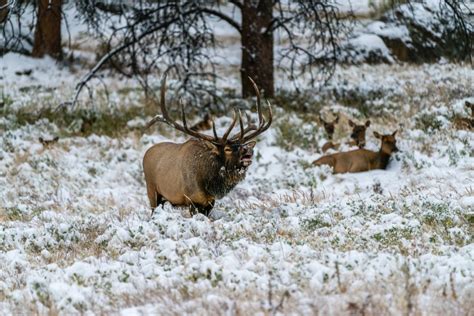 Colorado Elk Hunting: Tag Draws, Locations, and Tips, from a Local