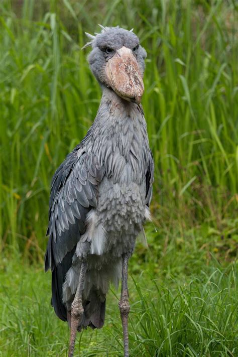 Shoebill Profile The Shoebill Is A Large Elusive Stalk Like Bird With