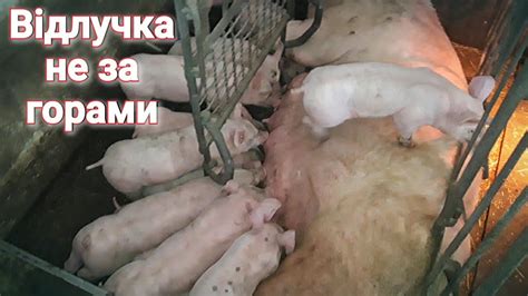 Сухе молоко для поросят, дає свої результати - YouTube