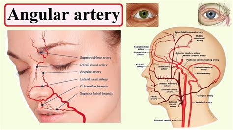 Angular Artery Youtube