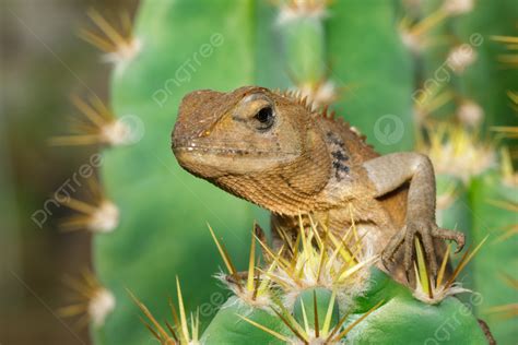 Reptile Habitat Background Images, HD Pictures and Wallpaper For Free ...