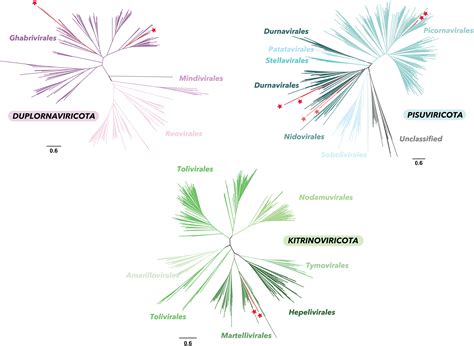 Diverse RNA Viruses Associated With Diatom Eustigmatophyte