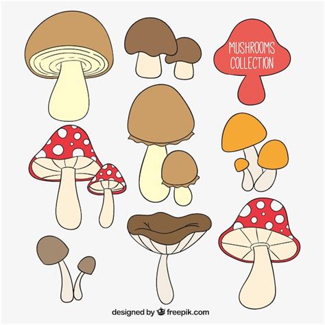 Premium Vector Hand Drawn Mushrooms Collection