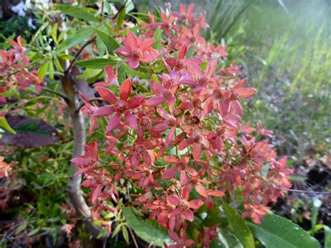 Ceratopetalum Gummiferum Alberys Red New South Wales Christmas Bush