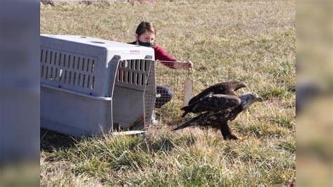 Rehabilitated Bald Eagle Released Back Into The Wild