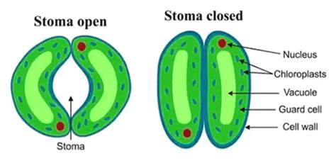 The Structure and Functions of Stomata - QS Study