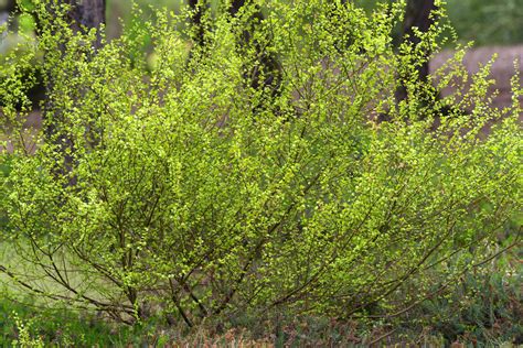 Arctic Tundra Dwarf Trees