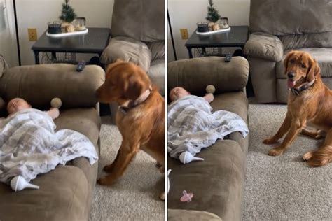 Watch Golden Retriever Desperately Try To Play Fetch With Sleeping Baby ...