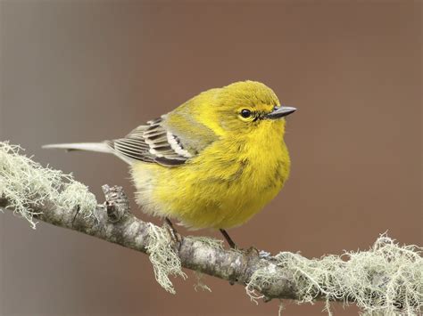 Pine Warbler Setophaga Pinus Birds Of The World