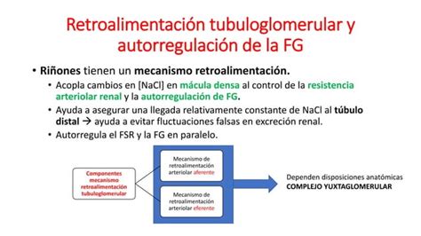 FILTRACION GLOMERULAR FLUJO SANGUINEO RENAL Y SU CONTROL PPT