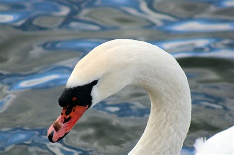 Angsa Putih Burung Air Foto Gratis Di Pixabay Pixabay