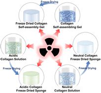 Effects Of Ray Irradiation On The Molecular Structure Of Collagen In