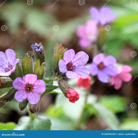 Lungwort (Pulmonaria) Blooms in the Wild Spring Forest Stock Image