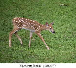 Whitetail Deer Fawn Spots That Walking Stock Photo 195793844 | Shutterstock