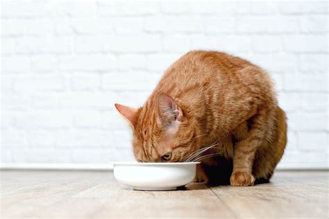 Fiber. Does It Have a Place in the Feline Diet? - Nom Nom