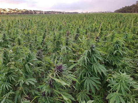 Hemp Farming - Margaret River Hemp Processing