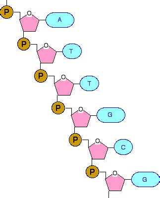 Phosphate Dna