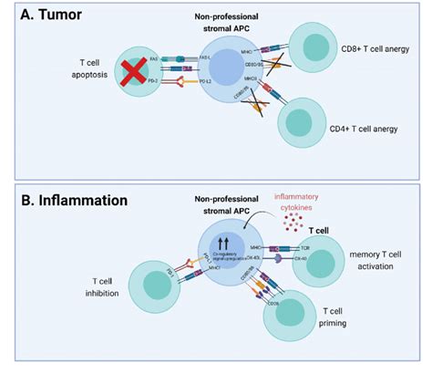 Effect Of Nonprofessional Stromal Apc Antigen Presentation On T Cell