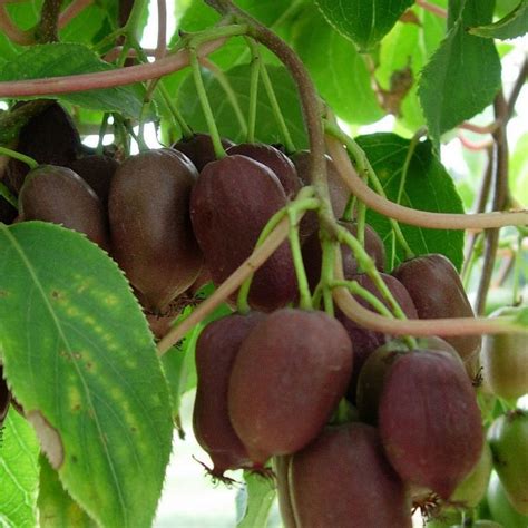 Actinidia arguta Ken s Red Vente Mini Kiwi femelle Kiwaï de