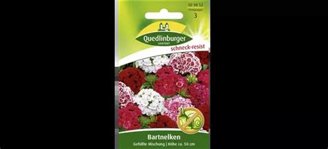 Gef Llte Bartnelke Dianthus Barbatus Gef Llt Oldenburger Wohngarten