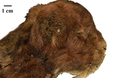 Frozen sabre-toothed kitten reveals 'significant differences' with ...