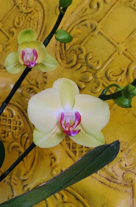 Officially in love with orchids 💛 : r/orchids