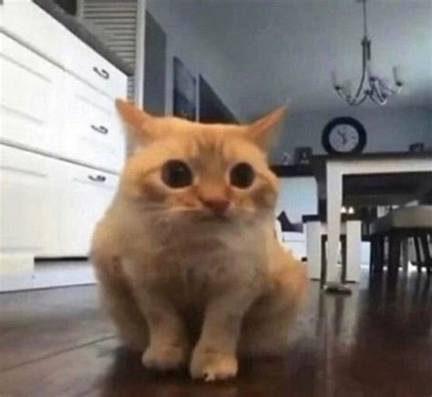 An Orange Cat Sitting On Top Of A Wooden Floor Next To A Dining Room Table