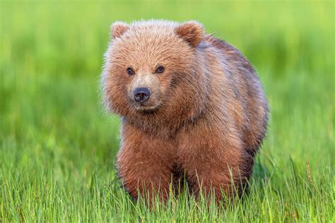 Cuddly Bear Cub Photograph by Mike Centioli - Pixels