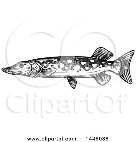 Clipart Of A Black And White Sketched Pike Fish Royalty Free Vector