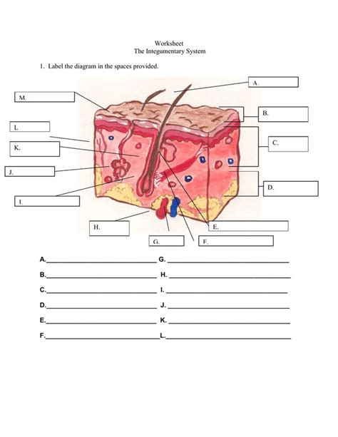 Integumentary System Labelled Diagram [diagram] Stomach Labe