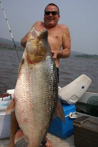 THE ANIMAL for JUST: goliath tigerfish