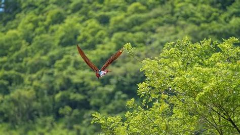 Todo Un éxito Liberación De Guacamayas Rojas En Copán Ruinas Diario RoatÁn