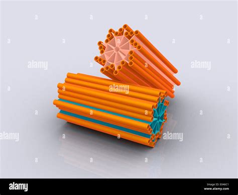 Centriole Hi Res Stock Photography And Images Alamy