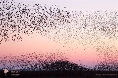 Swarm of starlins at sunset | Roeselien Raimond Nature Photography