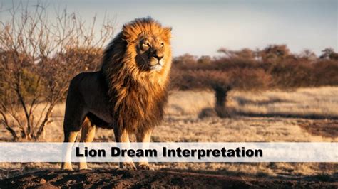 Lion Dream Interpretation Guide To Dreams