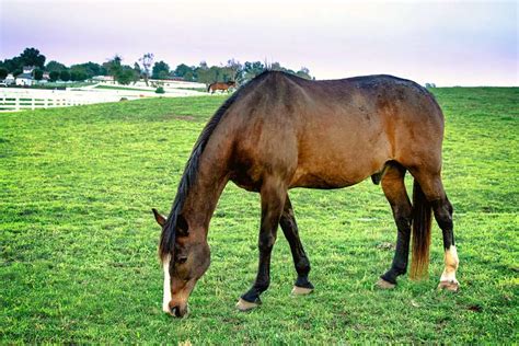 Horse Grass Glands: What You Need To Know