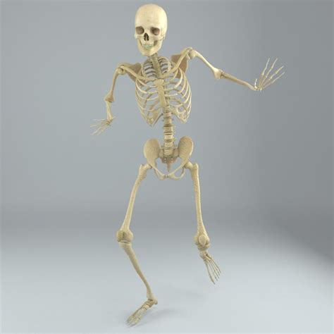 Human Male Skeleton Rigged Mr Vr D Model Max Fbx Ds Free D