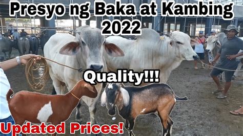 Updated Presyo Ng Baka At Kambing May Cattle Trading Capital Of