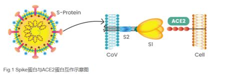 Minutes To Know Ncov Detection Principle Finetest Elisa Kit