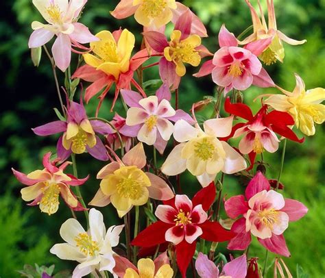 Columbine Seeds - Etsy