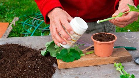 How to Use Rooting Hormone to Propagate New Plants From Cuttings ...