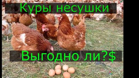 Куры Несушки это Выгодно? - YouTube