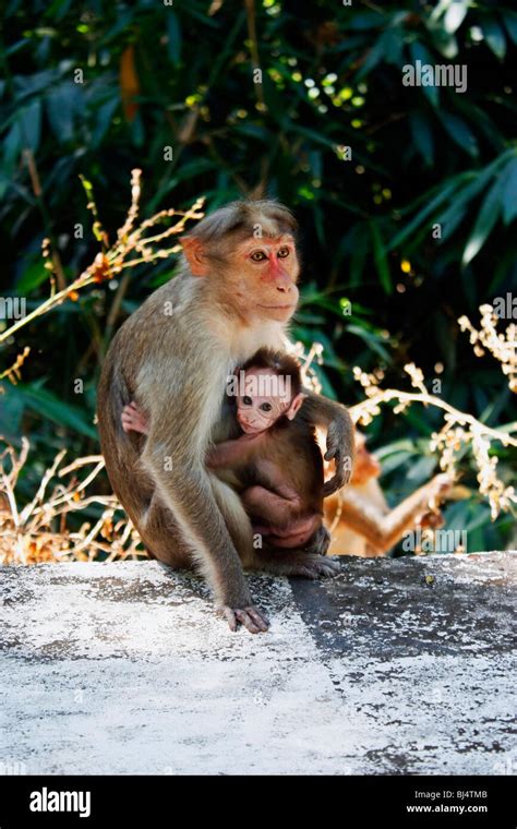 Baby monkey clinging to mother hi-res stock photography and images - Alamy