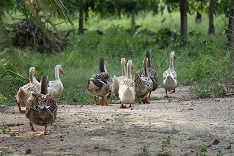 Top 64 Imagen El Aguila Se Encuentra Con Una Bandada De Patos