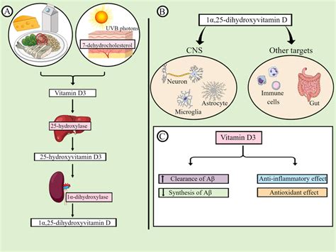 Metabolism, targets, and effects of vitamin D. Vitamin D can be ...