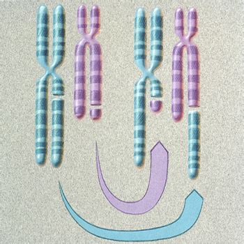 Translocation in Genetics | Definition, Types & Examples | Study.com